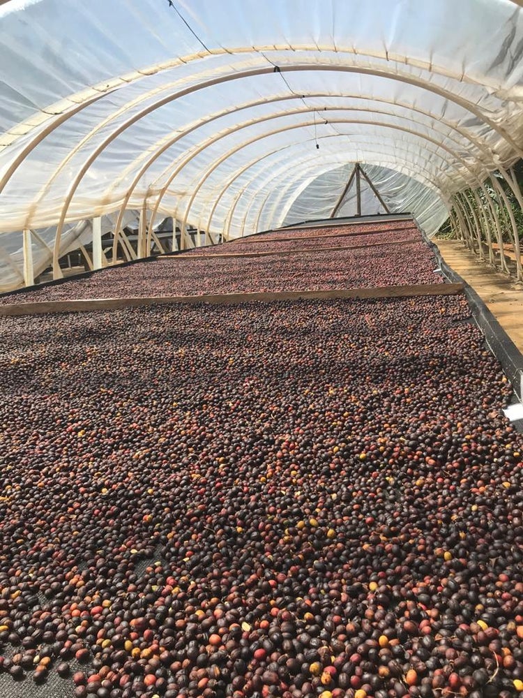 Brazil - Cerrado Natural