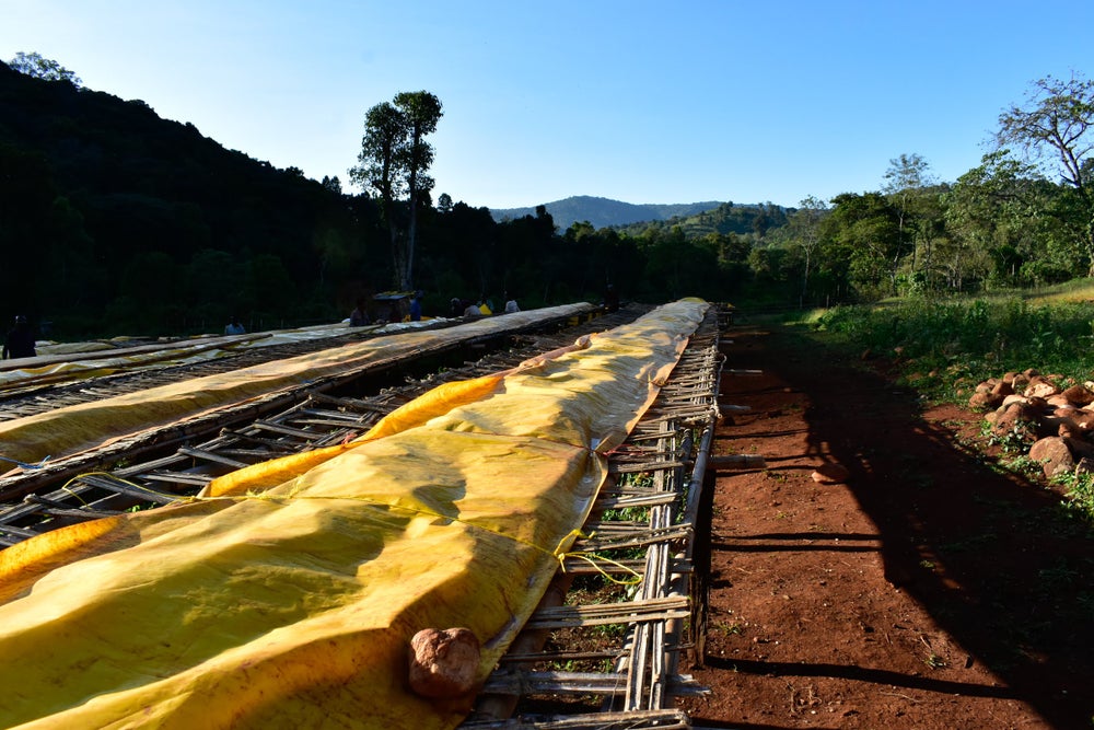 Ethiopia - Guji Hambella Natural G1