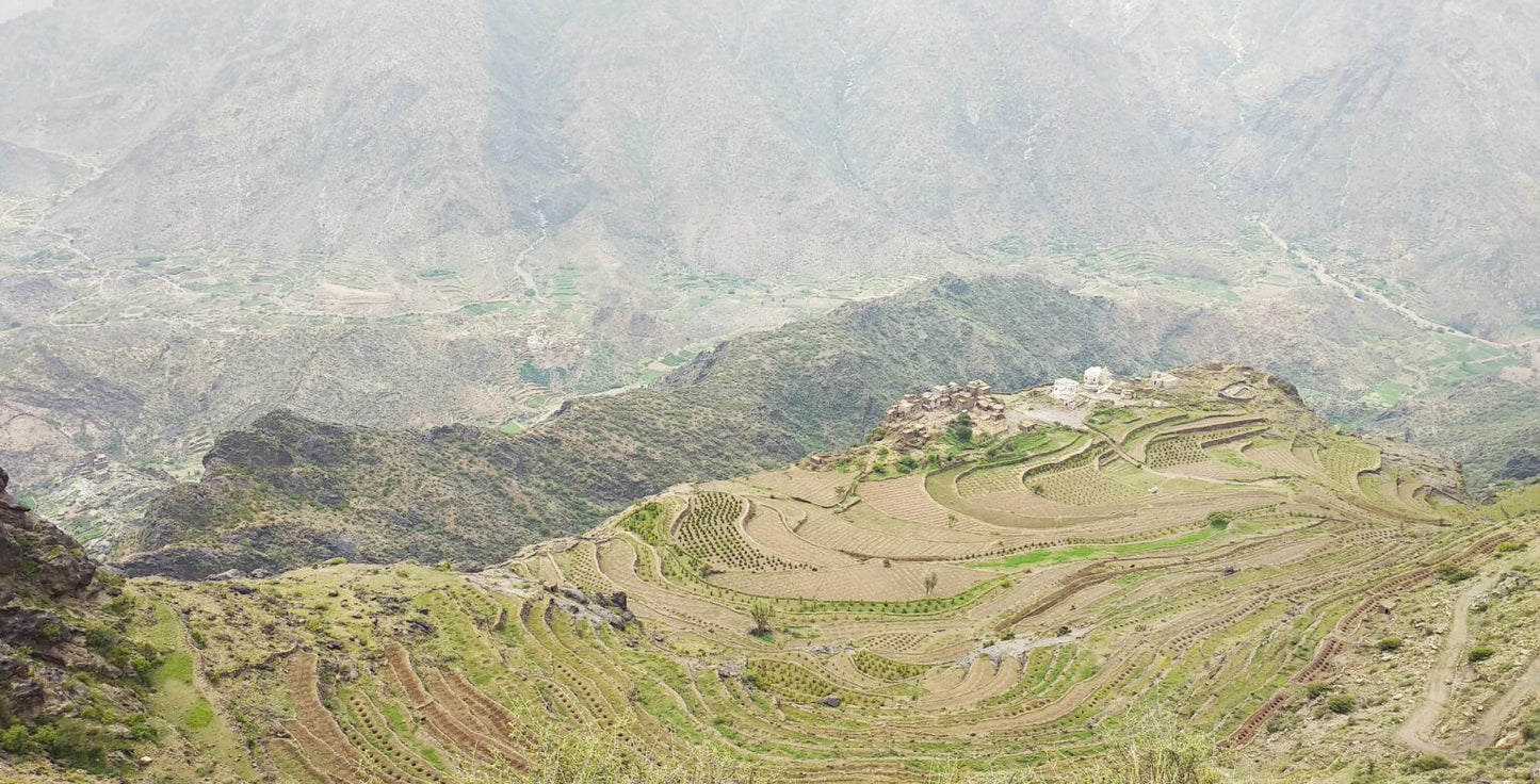 Yemen - Haraaz Natural (Green Beans)