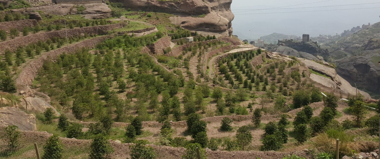 Yemen - Haraaz Natural