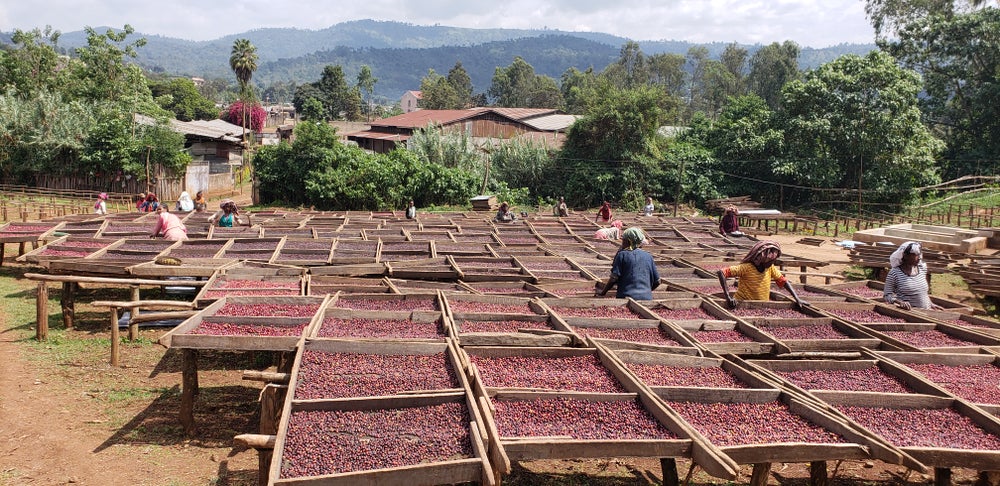 Ethiopia - Nensebo Natural G1