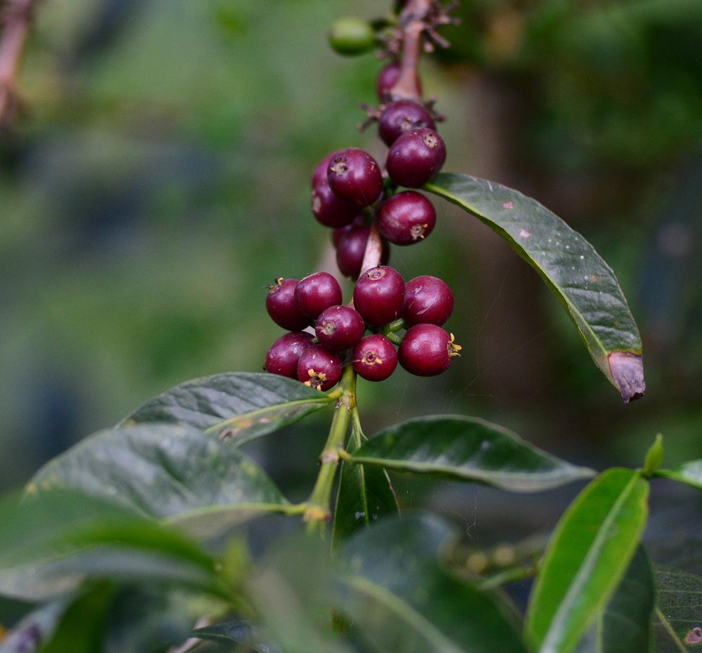 Ethiopia - Guji Shakiso Natural G1