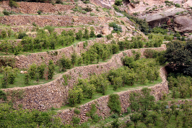 Yemen - Haraaz Natural