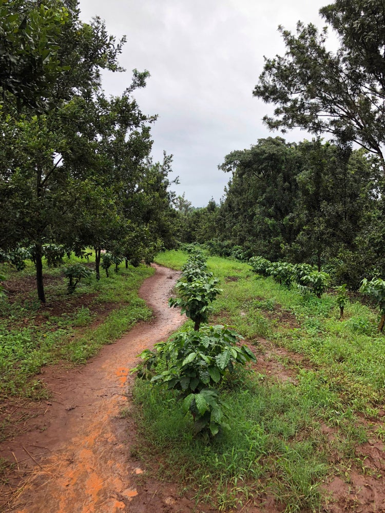 Honduras Cerro Bueno Organic