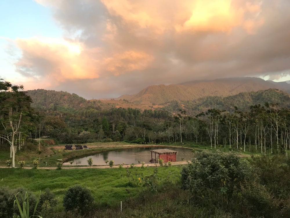 Honduras Cerro Bueno Organic