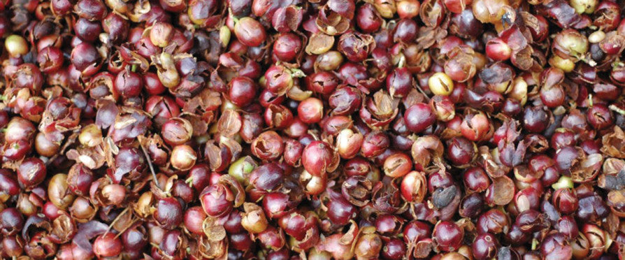 Cascara Yemen