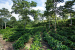 Costa Rica – Moka Natural Nano Lot