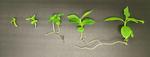 Costa Rica – Moka Natural Nano Lot